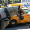 Tourists Flock To Carriage Horses For Their Potential Final Days In Central Park